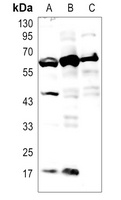 M-CSF Rabbit Polyclonal Antibody