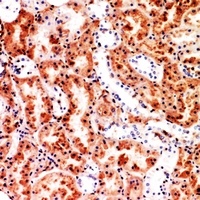 M-CSF Rabbit Polyclonal Antibody