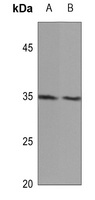 MID1IP1 Rabbit Polyclonal Antibody