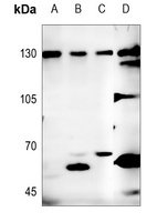 Neuroligin 1 Antibody