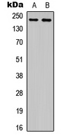 Plexin A4 Rabbit Polyclonal Antibody
