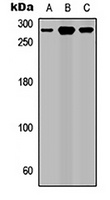 ROBO1 Rabbit Polyclonal Antibody