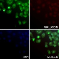 GFI1B Rabbit Polyclonal Antibody