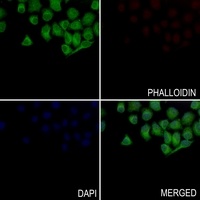 Septin 8 Rabbit Polyclonal Antibody
