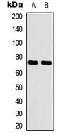 ABCG2 Antibody
