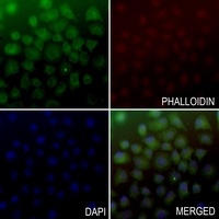 ADAMDEC1 Rabbit Polyclonal Antibody