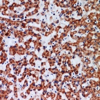 APAF-1 Rabbit Polyclonal Antibody