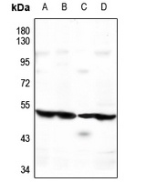ATG4C Rabbit Polyclonal Antibody