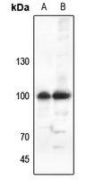 ATP1A1 Rabbit Polyclonal Antibody