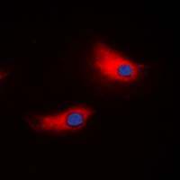 ATP1A1 Rabbit Polyclonal Antibody