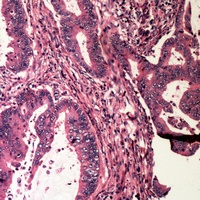 BAD (Phospho-S112) Antibody