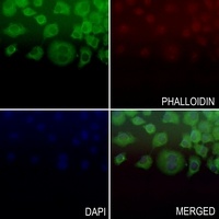 BAD (Phospho-S112) Antibody