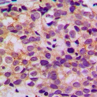 BCL2 (Phospho-S87) Antibody