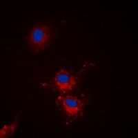 BCLX (Phospho-S62) Antibody
