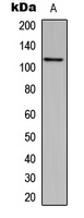 CEP110 Rabbit Polyclonal Antibody