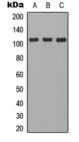 CD101 Rabbit Polyclonal Antibody