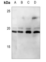 CD247 Antibody