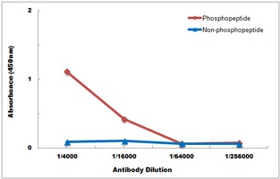 CDK5 (Phospho-Y15) Antibody