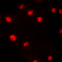 p21 (Phospho-T145) Antibody