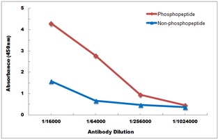 p21 (Phospho-T145) Antibody