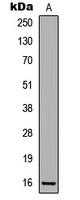 p16 INK4a (Phospho-S152) Antibody