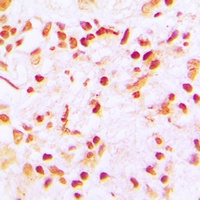 CENPA Antibody