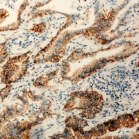 Claudin 3 Rabbit Polyclonal Antibody