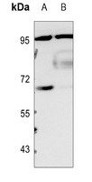 CLOCK Rabbit Polyclonal Antibody