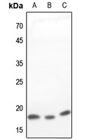 COX4-1 Rabbit Polyclonal Antibody