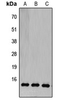 COX5B Antibody