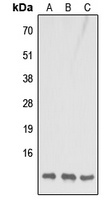 COX7B1 Rabbit Polyclonal Antibody