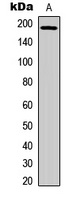 EGFR (Phospho-Y1069) Rabbit Polyclonal Antibody