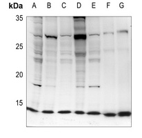 EIF1 Antibody