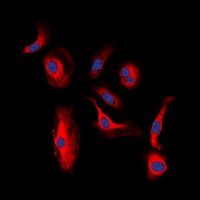 HER3 (Phospho-Y1328) Antibody