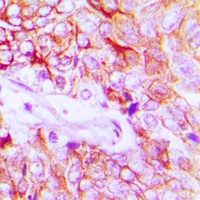 HER4 (Phospho-Y1284) Antibody