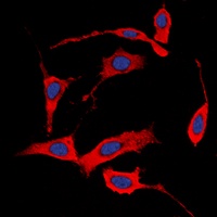HER4 (Phospho-Y1284) Antibody