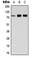 FAF1 Rabbit Polyclonal Antibody