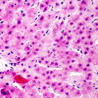 FRS2 (Phospho-Y436) Rabbit Polyclonal Antibody