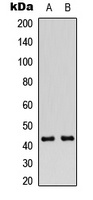 Connexin 43 (Phospho-S368) Antibody