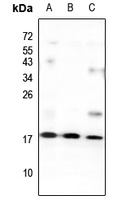 GNG13 Rabbit Polyclonal Antibody