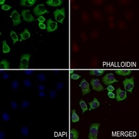 GNG13 Rabbit Polyclonal Antibody