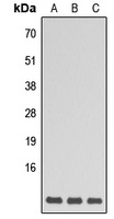 GNG5 Rabbit Polyclonal Antibody
