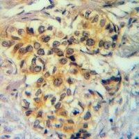GNG5 Rabbit Polyclonal Antibody