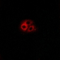GNG5 Rabbit Polyclonal Antibody