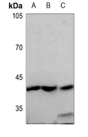 GPR68 Rabbit Polyclonal Antibody