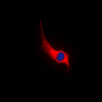 GPR68 Rabbit Polyclonal Antibody