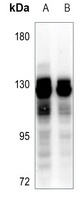 GPRIN1 Rabbit Polyclonal Antibody