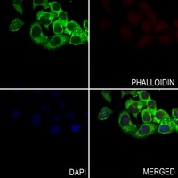 GPRIN1 Rabbit Polyclonal Antibody