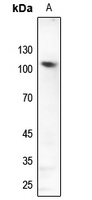 GLURD2 Rabbit Polyclonal Antibody