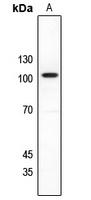 NMDAR1 Rabbit Polyclonal Antibody
